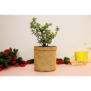 leafy tales jade plant in jute bag plant wrap festival collection
