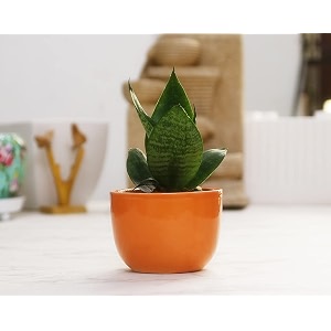 leafy tales sansevieria green live plant in orange ceramic urn pot snake plant model snake smallorange urnceramic