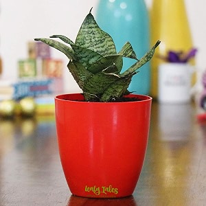 leafy tales sansevieria green live plant in red plastic pot snake plant  nasa indoor plant