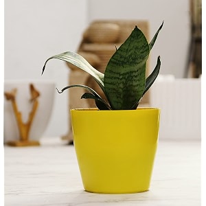 leafy tales sansevieria green live plant in yellow plastic pot snake plant  nasa indoor plant