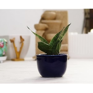 leafy tales sansevieria green live plant in blue ceramic urn pot snake plant snake smallblue urnceramic model snake smallblue urnceramic