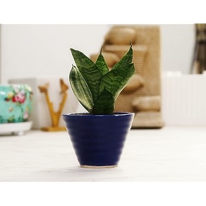 leafy tales sansevieria green live plant in blue ceramic conical pot snake plant model snake smallblue conicalceramic