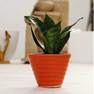leafy tales sansevieria green live plant in orange ceramic conical pot snake plant