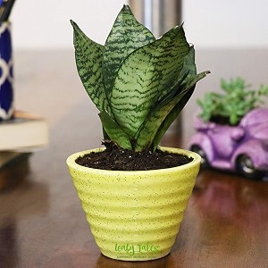 leafy tales sansevieria green live plant in yellow ceramic conical pot snake plant model snake smallyellow conicalceramic