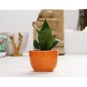 Leafy Tales Sansevieria Green Live Plant in Orange Ceramic Urn Pot (Snake Plant) (Model: Snake Small+Orange UrnCeramic)