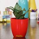Leafy Tales Sansevieria Green Live Plant in Red Plastic Pot (Snake Plant) | NASA Indoor Plant