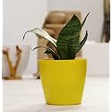 Leafy Tales Sansevieria Green Live Plant in Yellow Plastic Pot (Snake Plant) | NASA Indoor Plant