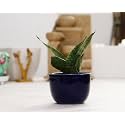 Leafy Tales Sansevieria Green Live Plant in Blue Ceramic Urn Pot (Snake Plant), Snake Small+Blue UrnCeramic (Model: Snake Small+Blue UrnCeramic)