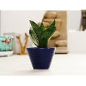 Leafy Tales Sansevieria Green Live Plant in Blue Ceramic Conical Pot (Snake Plant) (Model: Snake Small+Blue ConicalCeramic)