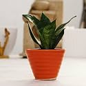 Leafy Tales Sansevieria Green Live Plant in Orange Ceramic Conical Pot (Snake Plant)