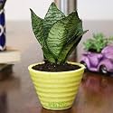 Leafy Tales Sansevieria Green Live Plant in Yellow Ceramic Conical Pot (Snake Plant) (Model: Snake Small+Yellow ConicalCeramic)