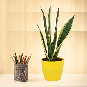 leafy tales sansevieria superba live plant in yellow plastic pot thailand snake plant  nasa indoor plant