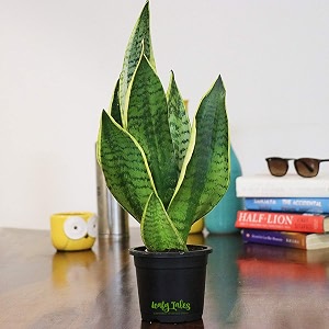 leafy tales sansevieria superba live plant in black plastic pot thailand snake plant  nasa indoor plant