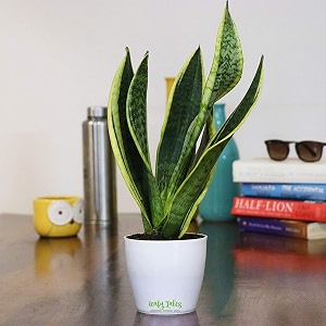 leafy tales sansevieria superba live plant in white plastic pot thailand snake plant  nasa indoor plant