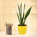 Leafy Tales Sansevieria Superba Live Plant in Yellow Plastic Pot (Thailand Snake Plant) | NASA Indoor Plant