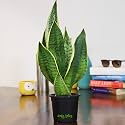 Leafy Tales Sansevieria Superba Live Plant in Black Plastic Pot (Thailand Snake Plant) | NASA Indoor Plant