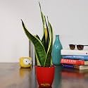 Leafy Tales Sansevieria Superba Live Plant in Red Plastic Pot (Thailand Snake Plant) | NASA Indoor Plant