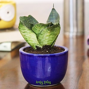 leafy tales sansieveria plant in blue ceramic pot