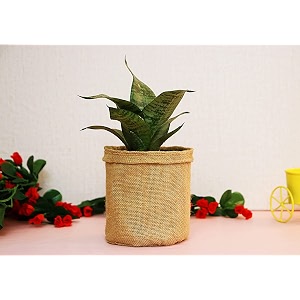 leafy tales sansieveria plant in jute bag plant wrap festival collection snake plant  jute bag snake plant  jute bag