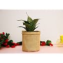 Leafy Tales Sansieveria plant in Jute Bag Plant Wrap, Festival Collection, Snake Plant + Jute Bag (Snake Plant + Jute Bag)