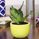 Leafy Tales Sansieveria plant in Yellow Ceramic Pot + 2 Pcs Decorative Wax Diya, Festival Collection, Snake Plant + Set of 2 Diya