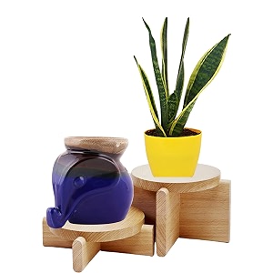 leafy tales sansieveria superba plant in yellow plastic pot  candle diffuser blue festival collection