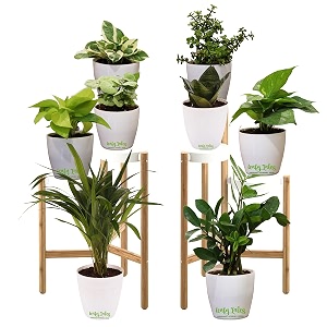 leafy tales set of 8 air purifying plants combo- areca palm sansevieria green golden green amp white money plant plant zz plant jade and dwarf syngonium white plastic pot