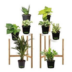 leafy tales set of 8 air purifying plants combo- areca palm sansevieria green golden green amp white money plant plant zz plant jade and dwarf syngonium black plastic pot