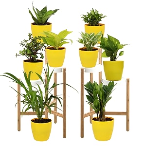 leafy tales set of 8 air purifying plants combo- areca palm sansevieria green golden green amp white money plant plant zz plant jade and dwarf syngonium yellow plastic pot