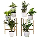 Leafy Tales Set of 8 Air Purifying Plants Combo- Areca Palm, Sansevieria Green, Golden, Green &amp; White Money Plant, Plant, ZZ Plant, Jade and Dwarf Syngonium, White Plastic Pot