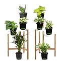 Leafy Tales Set of 8 Air Purifying Plants Combo- Areca Palm, Sansevieria Green, Golden, Green &amp; White Money Plant, Plant, ZZ Plant, Jade and Dwarf Syngonium, Black Plastic Pot