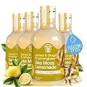 Lemon Ginger Lemongrass Sea Moss Electrolyte Lemonade – Herbal Citrus Hydration Drink – No Added Sugar with Sea Moss & Electrolytes – 4 x 12 fl oz Bottles