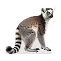 Lemur - Life Size Cardboard Cutout Standup People with Support Standee | Animals -