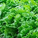 Lettuce Seeds for Planting | Premium Green Leaf Seed for Home Garden, Kitchen Garden, Terrace &amp; Balcony | Easy to Grow Seeds for Pots &amp; Grow Bags (Pack of 100 Seed)