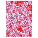 Lieder W5A3B-07 Frog Histology(Rana) 12 Slides Basic Set,Grade: 1 to 1, 1.62" Height, 6.37" Wide, 10.119999999999999" Length