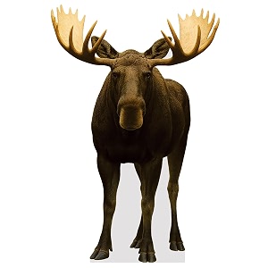 Life Size Cardboard Cutout Standup Animals