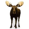 Life Size Cardboard Cutout Standup | Animals - lifesize (Moose_2)