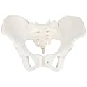 Life-Size Female Pelvis Anatomy Model with Sacrum and Coccyx | Human Pelvic Skeleton Showing Pelvic Inlet, Outlet, Acetabula, Ischial Spines and Obturator Foramina | Medical Education Model | Myaskro