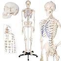 Life Size Human Skeleton Model for Anatomy- 70.8" 180cm Medical with Nerve Roots with Rolling Stand for Medical Study and Display
