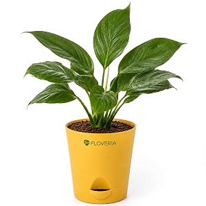 Lily Plant Live Indoor Peace Lily