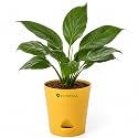 Lily Plant Live Indoor Peace Lily