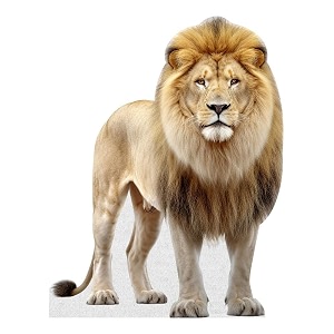 Lion - Life Size Cardboard Cutout Standup