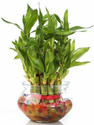 Lioncrown Two Layer Bamboo Plant (Pack of 1)