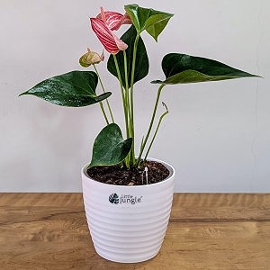 littlejungle anthurium candy cane- live plant with 55 inches white decor pot  indoor plants for home  office desk  live plants indoor  air purifying plant  live plant with pot for home decor 