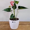 LittleJungle Anthurium Candy cane- Live Plant with 5.5 Inches White Decor Pot | Indoor Plants For Home | Office Desk | Live Plants Indoor | Air Purifying Plant | Live Plant With Pot For Home Decor |