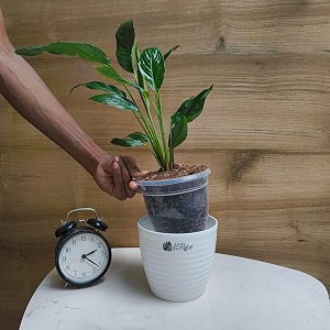 littlejungle peace lily - live plant with 55 inches white decor pot  indoor plants for home  office desk  live plants indoor  air purifying plant  live plant with pot for home decor 