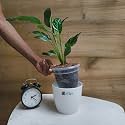 LittleJungle Peace lily - Live Plant with 5.5 Inches White Decor Pot | Indoor Plants For Home | Office Desk | Live Plants Indoor | Air Purifying Plant | Live Plant With Pot For Home Decor |