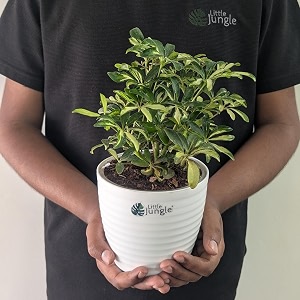 littlejungle anthurium schefflera miniature variegated - live plant with 55 inches white decor pot  indoor plant for home  office desk  air purifying plant  live plant with pot for home decor 