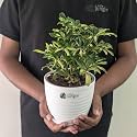 LittleJungle Anthurium Schefflera Miniature Variegated - Live Plant with 5.5 Inches White Decor Pot | Indoor Plant For Home | Office Desk | Air Purifying Plant | Live Plant With Pot For Home Decor |