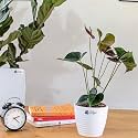 LittleJungle Anthurium Chocolate- Live Plant with 5.5 Inches White Decor Pot | Indoor Plants For Home | Office Desk | Live Plants Indoor | Air Purifying Plant | Live Plant With Pot For Home Decor |